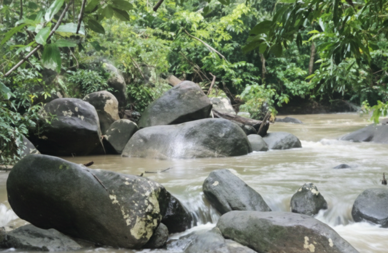 Batu Mentas: Surga Tersembunyi dan Rumah Tarsius di Kaki Gunung Tajam