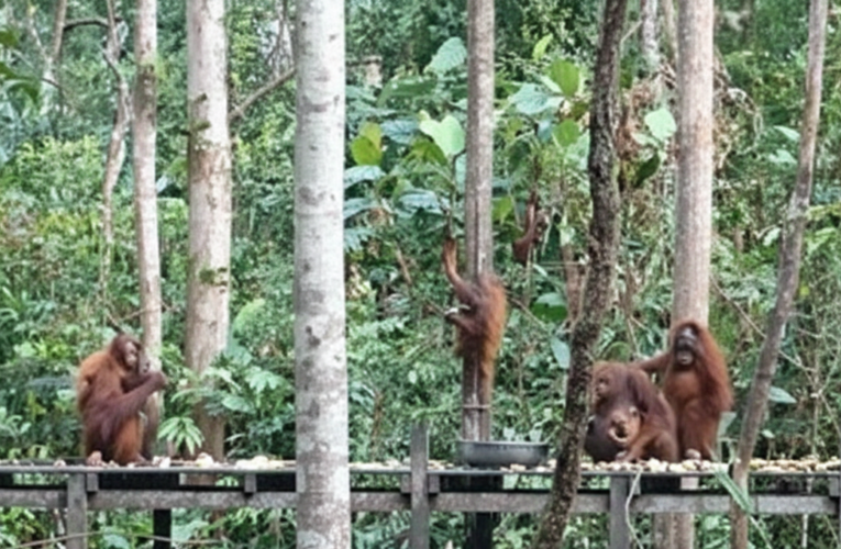 Taman Nasional Tanjung Puting