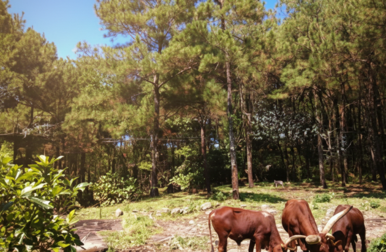Taman Safari Indonesia – Petualangan Alam Liar Terbesar di Kaki Gunung Gede Pangrango
