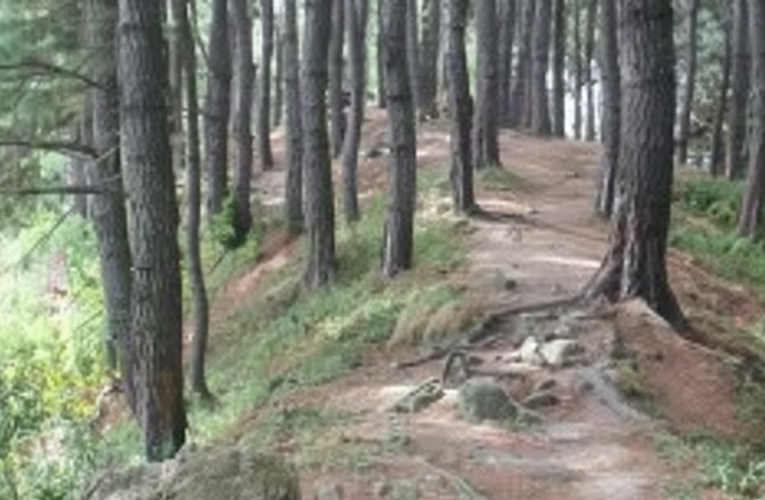 Pohon Pinus Rambusasatu: Destinasi Sejuk di Negeri Di Atas Awan