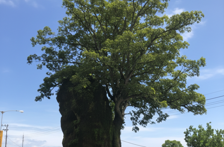 Watu Dodol Banyuwangi